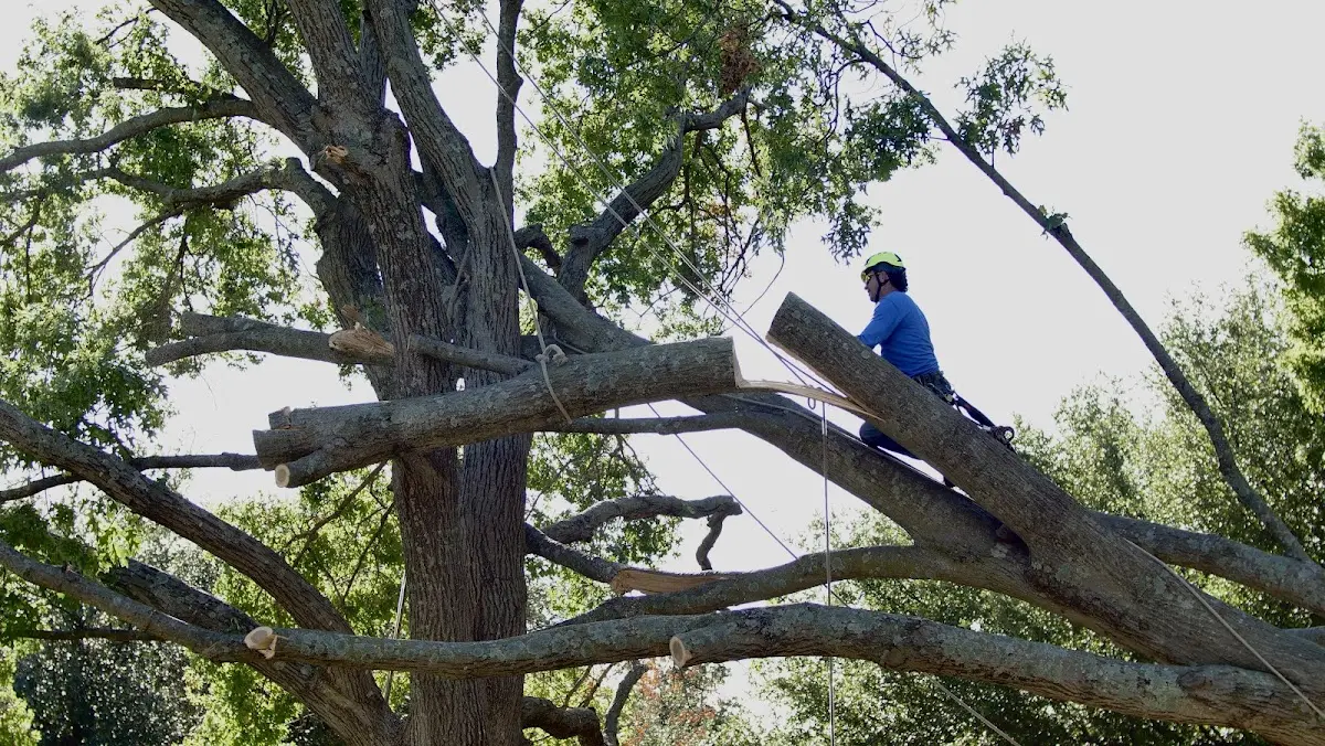 Professional Crown Thinning performed by certified arborists in Monona