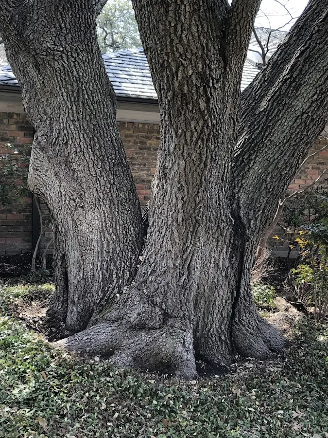 Mature heritage tree close to a Monona property cared for by certified arborists